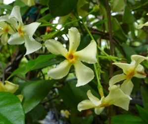 Yellow Confederate Jasmine, Star Jasmine, Trader's Compass, Trachelospermum jasminoides 'Lutea', (T. jasminoides 'Star of Toscane'?, T. jasminoides 'Mandianum'?)